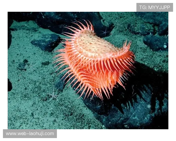 深海动物的适应之谜：它们如何在极端环境中生存繁衍